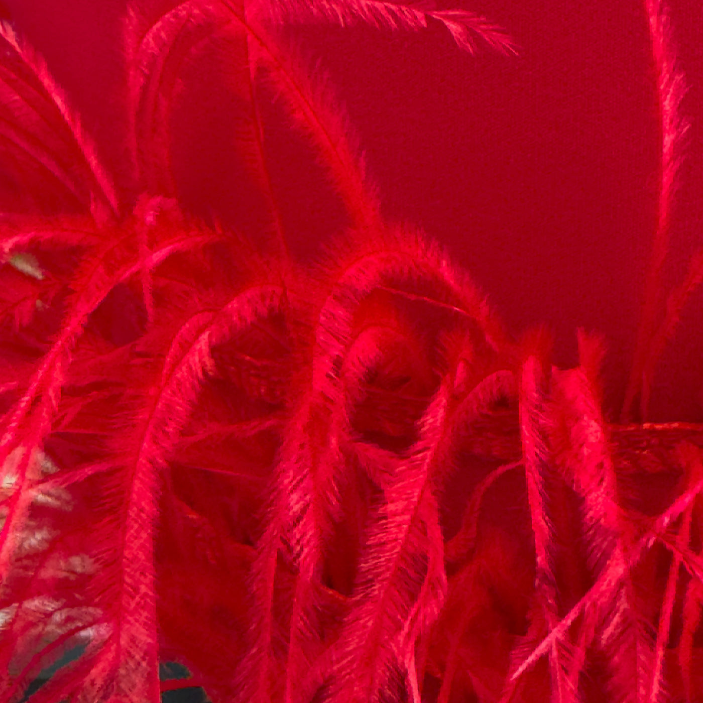 Red Feather Hem Bodycon Dress with Flutter Sleeves